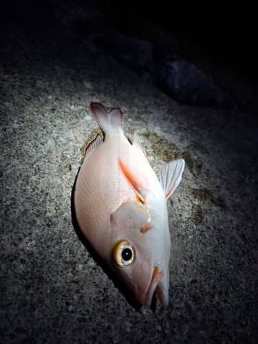 沖縄本島北部