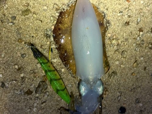 タイの釣果