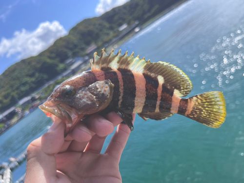 アオハタの釣果