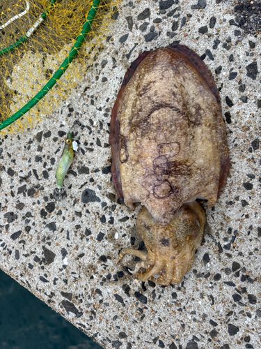 コウイカの釣果
