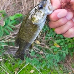 スモールマウスバス