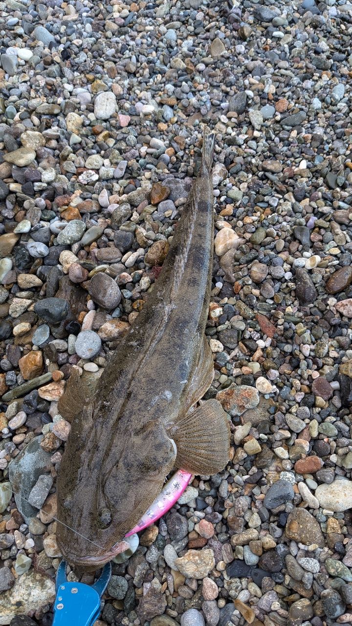 マゴチ