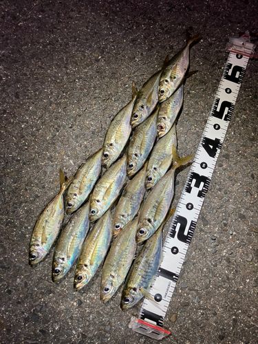 アジの釣果