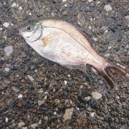 ウミタナゴ