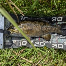 スモールマウスバス