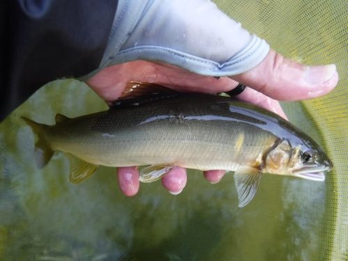 アユの釣果