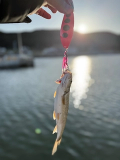 ウグイの釣果