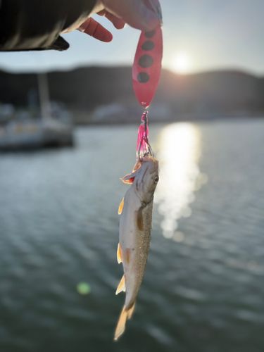 ウグイの釣果