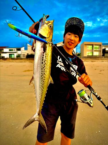 サゴシの釣果