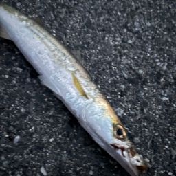 ツバス