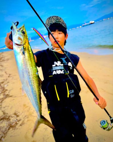 サゴシの釣果