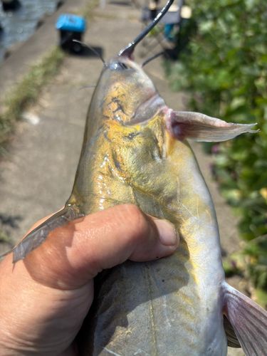 アメリカナマズの釣果