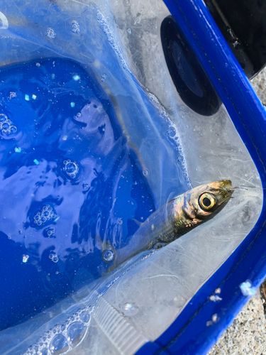 ウルメイワシの釣果