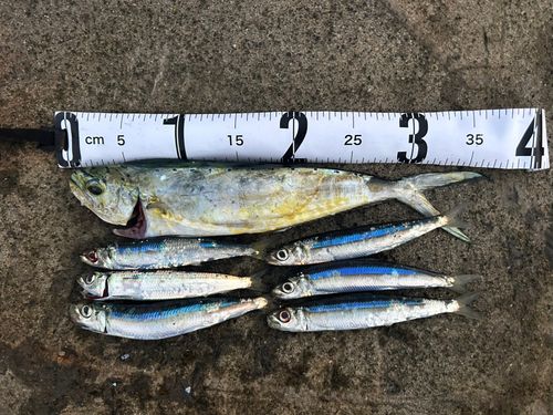シイラの釣果
