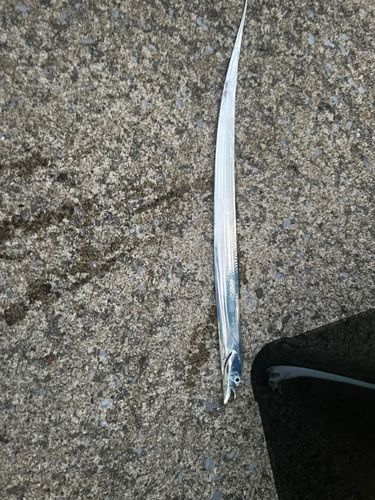 タチウオの釣果