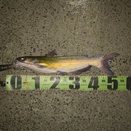 アメリカナマズ