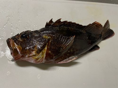 カサゴの釣果