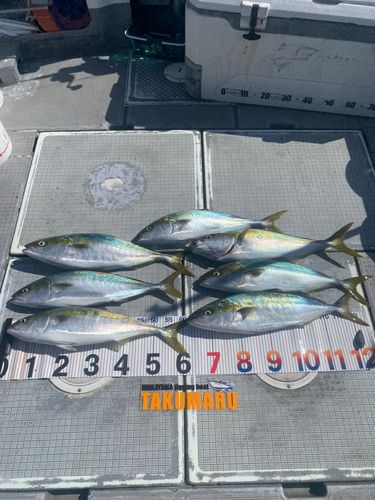 ハマチの釣果