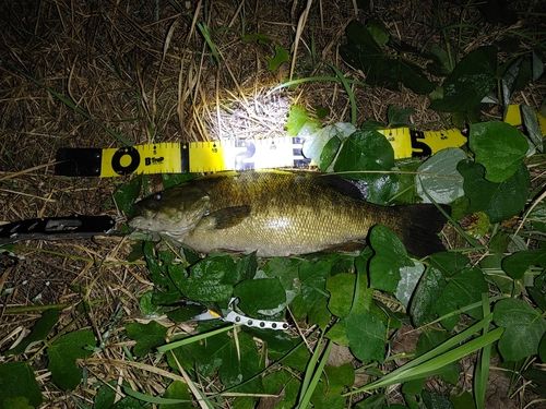 スモールマウスバスの釣果