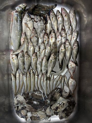 セイゴ（マルスズキ）の釣果