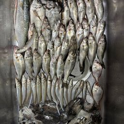 セイゴ（マルスズキ）