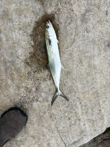 サゴシの釣果