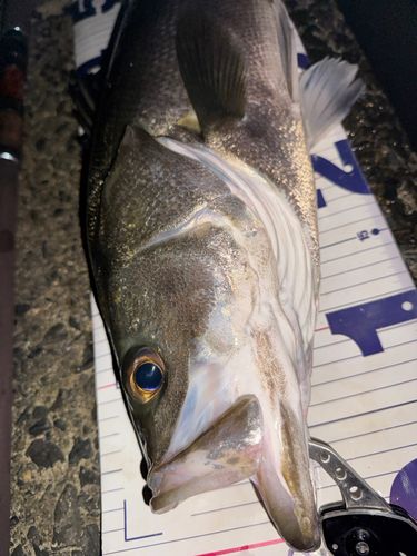 シーバスの釣果