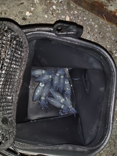 マメイカの釣果