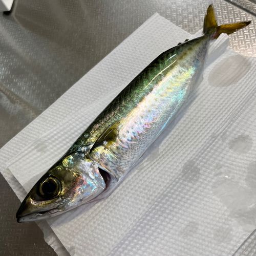 海辺つり公園