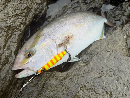 シオの釣果