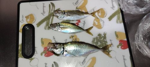 アジの釣果