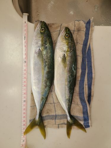 コゾクラの釣果