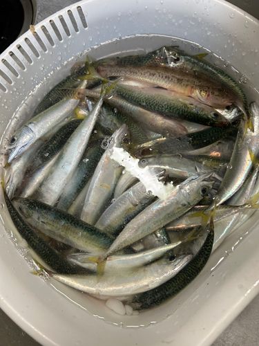 留萌港