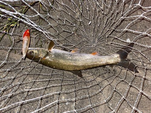 マルタウグイの釣果