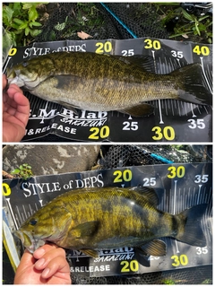 スモールマウスバスの釣果