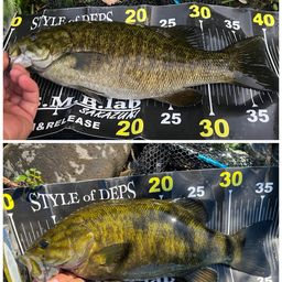 スモールマウスバス