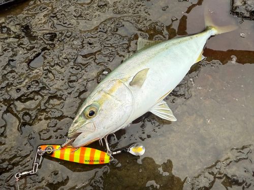 ツバスの釣果