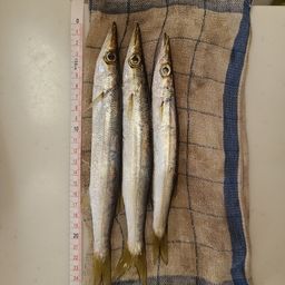 カマス