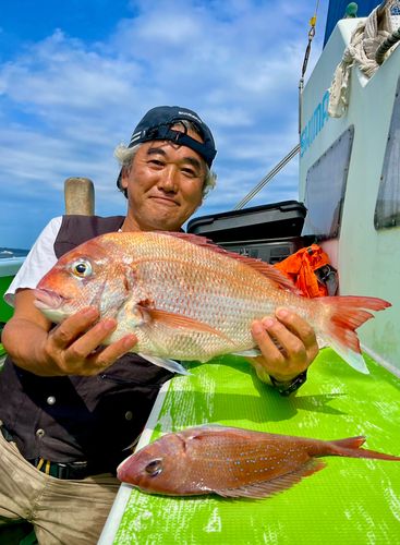 マダイの釣果