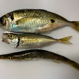 アジ