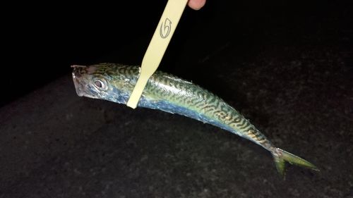 サバの釣果