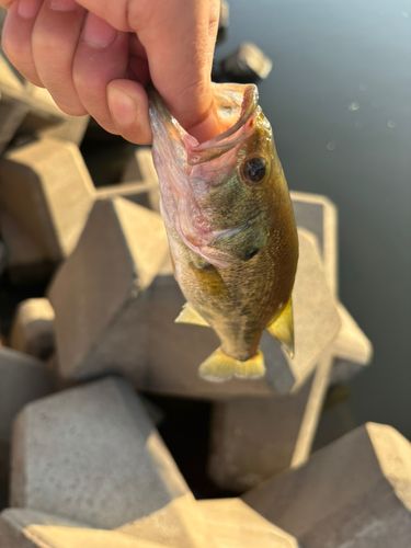 ラージマウスバスの釣果