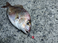 チャリコの釣果