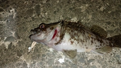 オウゴンムラソイの釣果