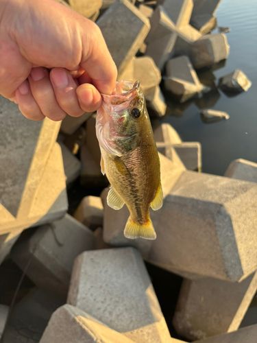 ラージマウスバスの釣果