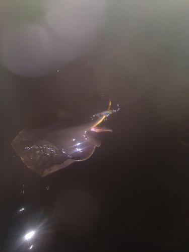 アカエイの釣果