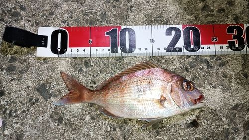 マダイの釣果