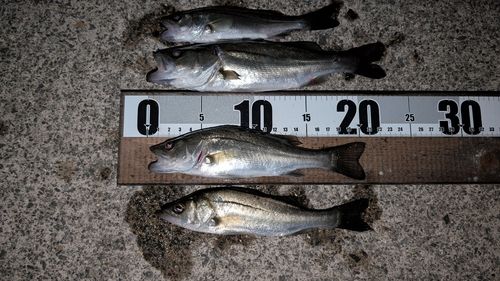 セイゴ（マルスズキ）の釣果