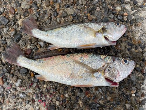 シログチの釣果