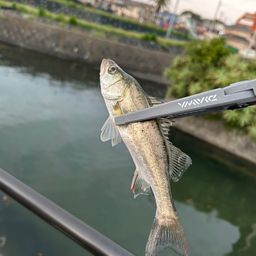 セイゴ（マルスズキ）